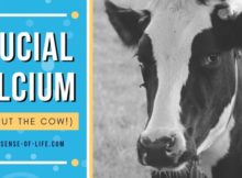 Crucial Calcium (Without the Cow!) at blog.essense-of-life.com