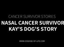 Nasal Cancer Survivor – Kay's Dog's Story