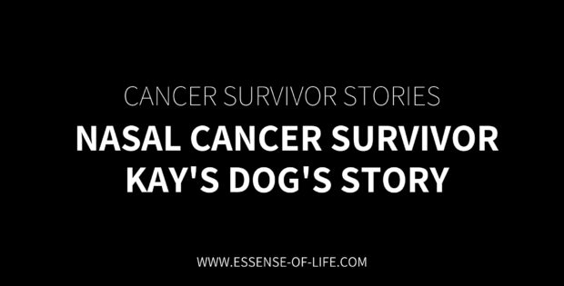 Nasal Cancer Survivor – Kay's Dog's Story