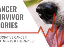 Pet Cancer Survivor Stories at blog.essense-of-life.com