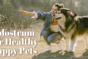 Colostrum for Healthy Pets